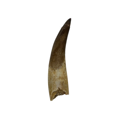 Plesiosaur Tooth