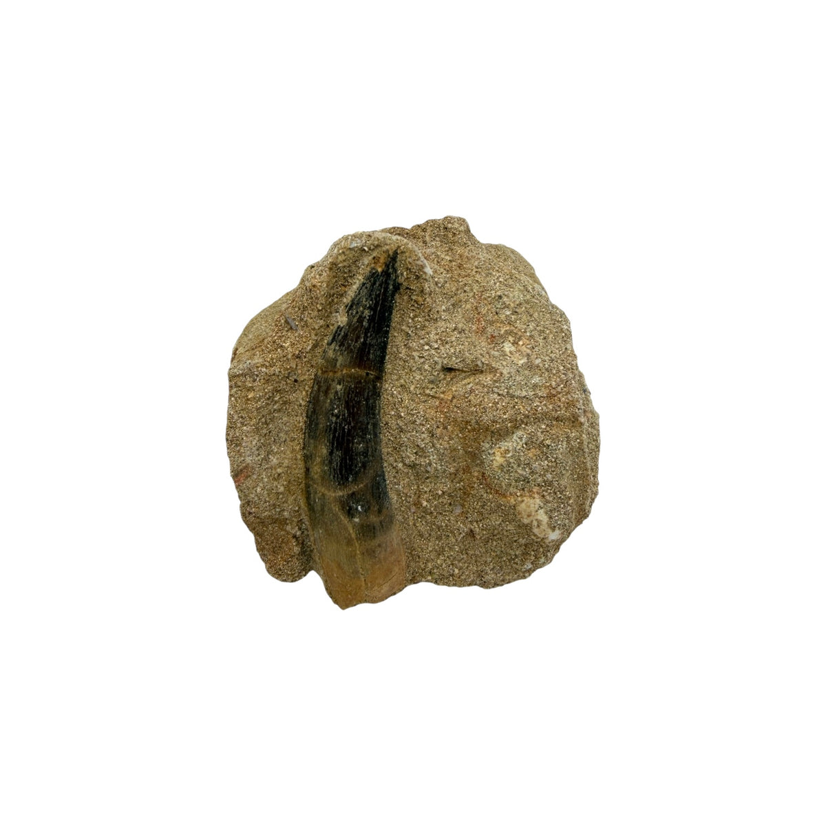 Plesiosaur Tooth in Matrix