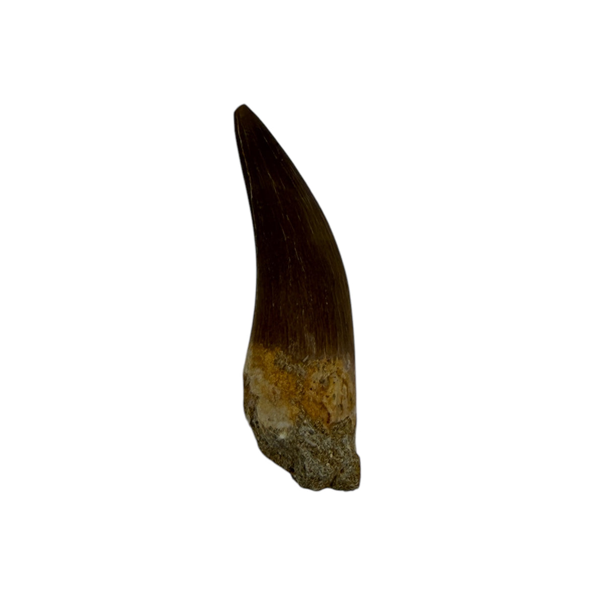 Plesiosaur Tooth