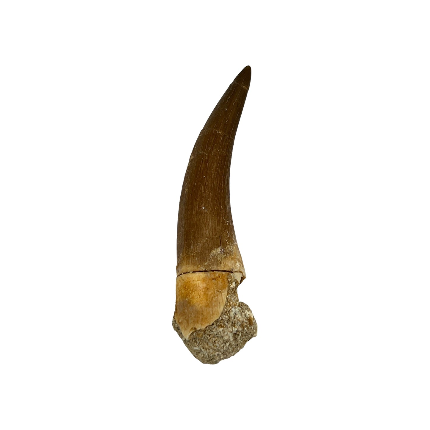 Plesiosaur Tooth (2-3")