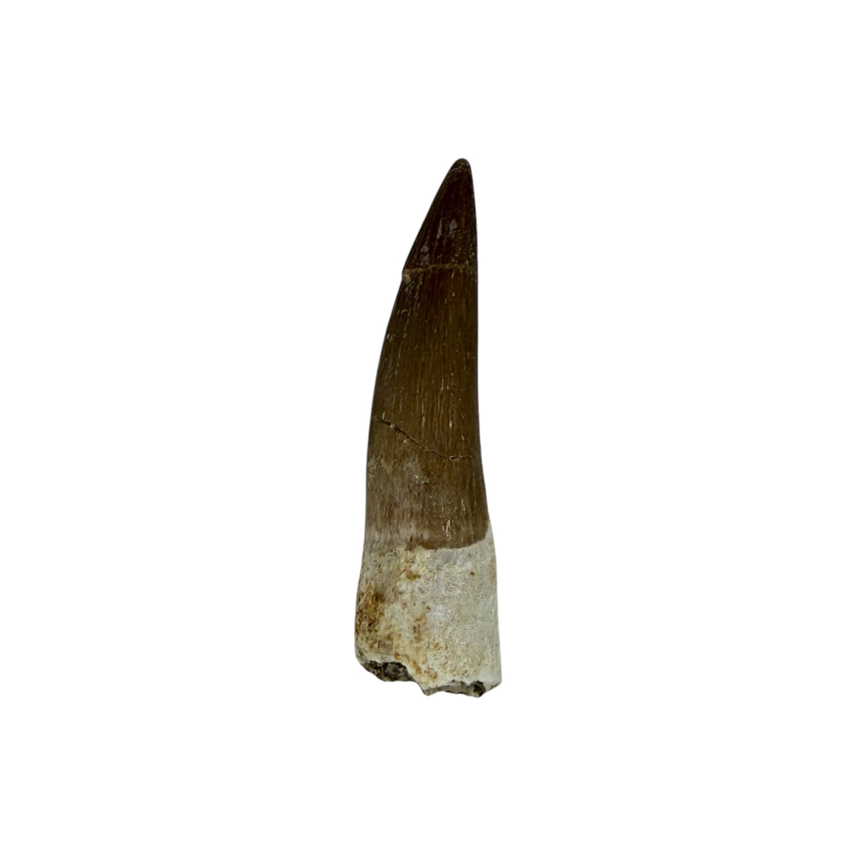 Plesiosaur Tooth