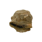Plesiosaur Tooth in Matrix