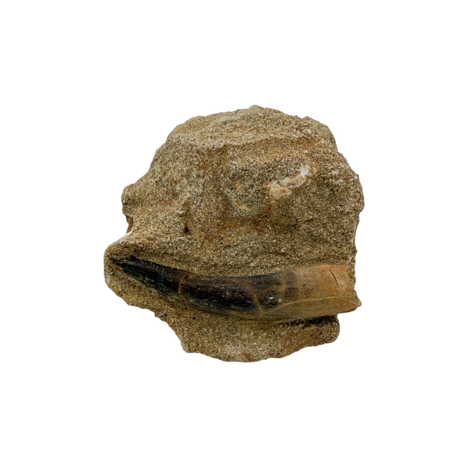 Plesiosaur Tooth in Matrix