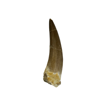 Plesiosaur Tooth (2-3")