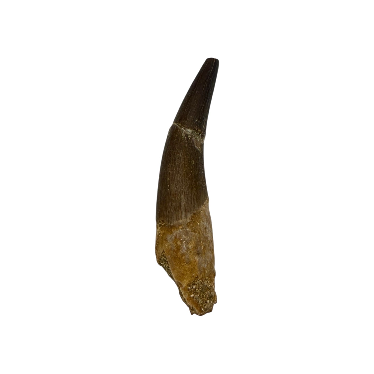 Plesiosaur Tooth