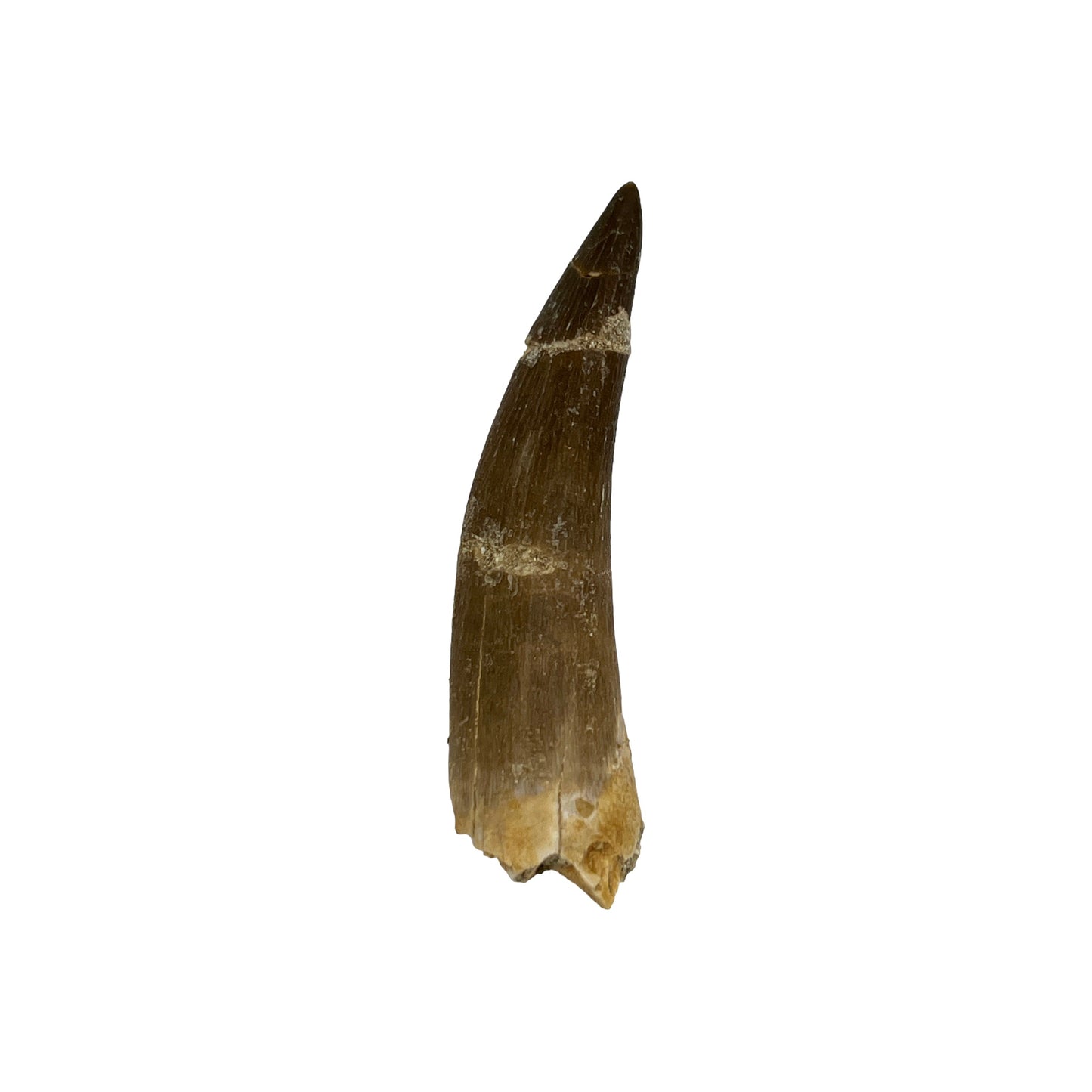 Plesiosaur Tooth (2-3")