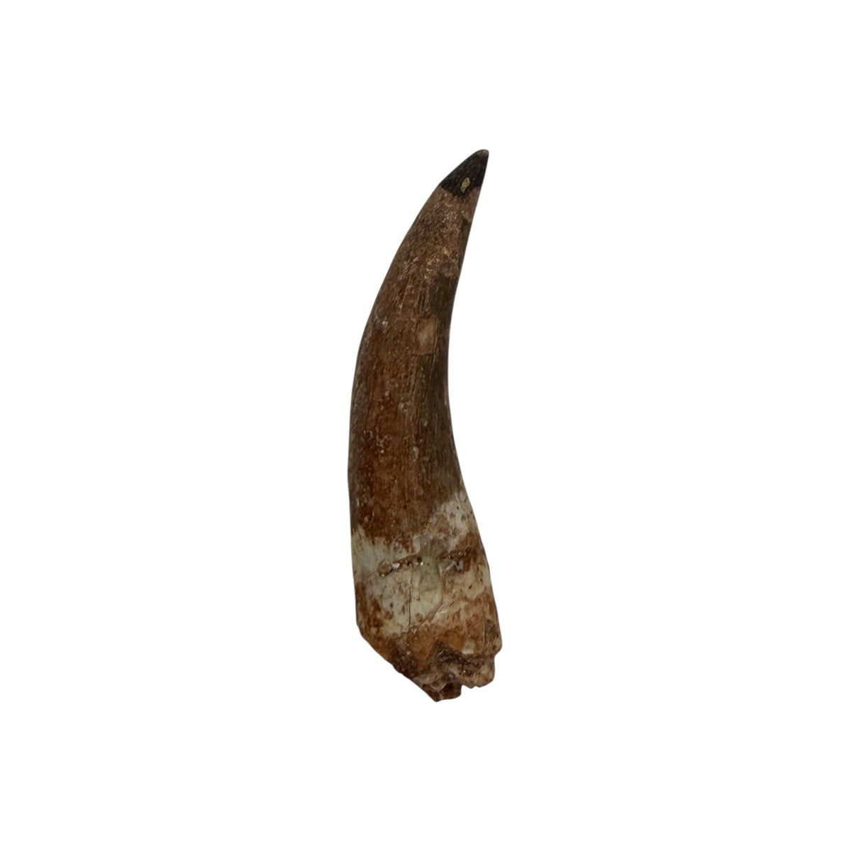 Plesiosaur Tooth