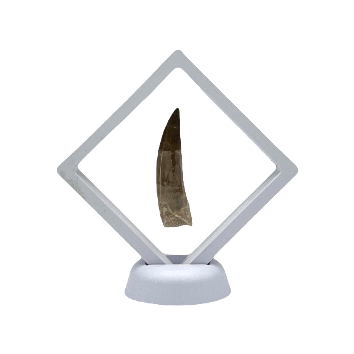 Plesiosaur Tooth