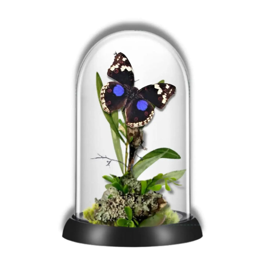 Precis Butterfly Diorama