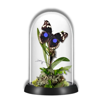 Precis Butterfly Diorama
