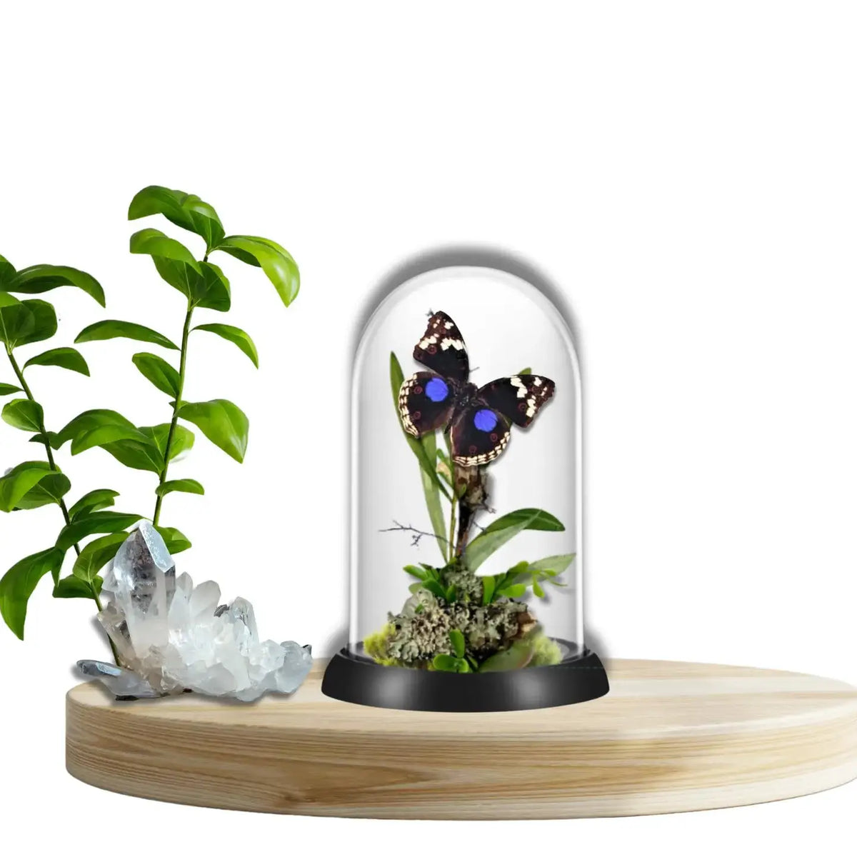 Precis Butterfly Diorama