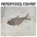 Fossil Fish Prep Class
