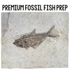 Fossil Fish Prep Class