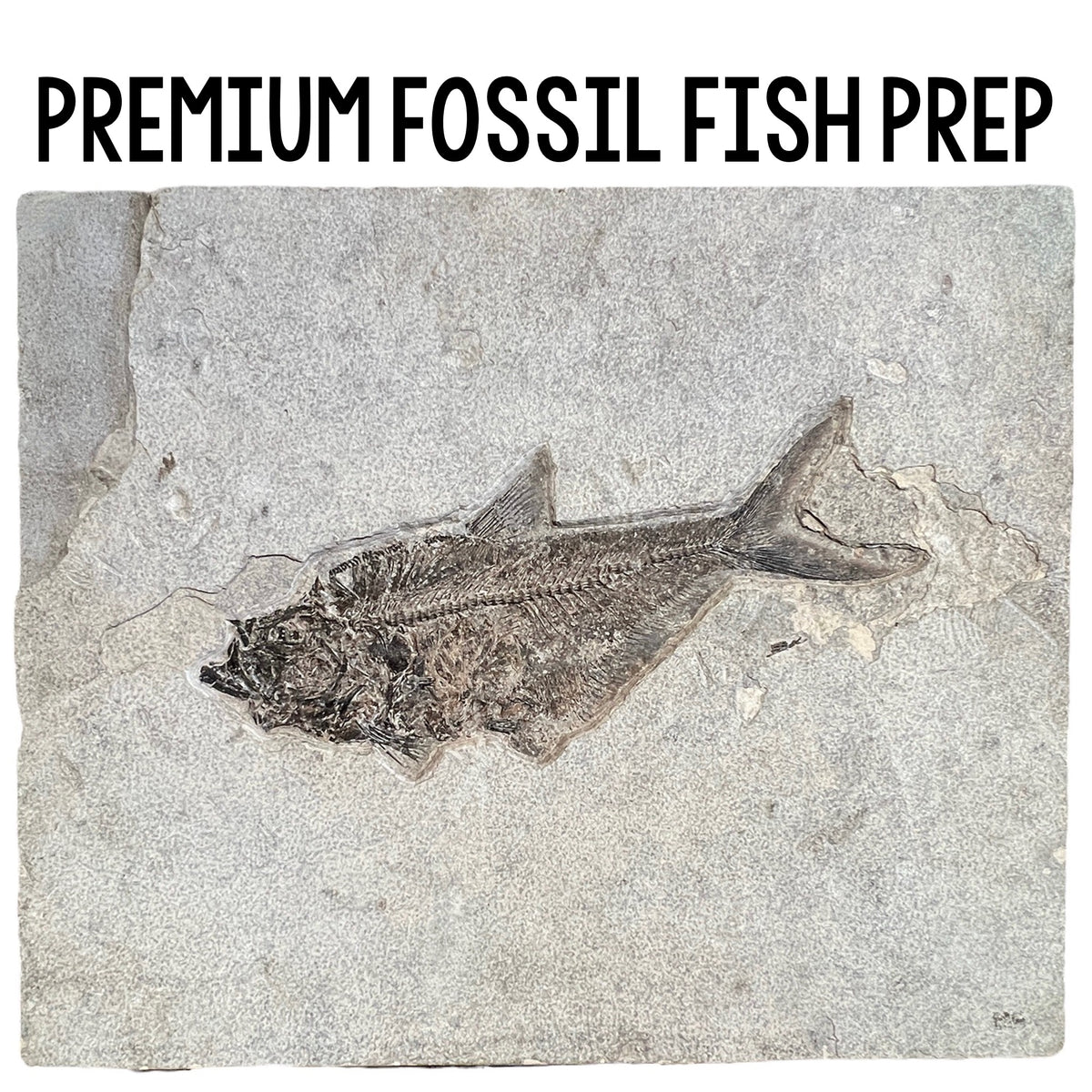 Fossil Fish Prep Class