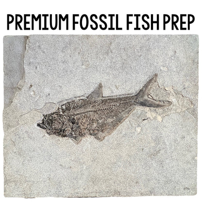 Fossil Fish Prep Class