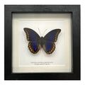 Orange-Spotted Prepona Butterfly