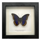 Orange-Spotted Prepona Butterfly