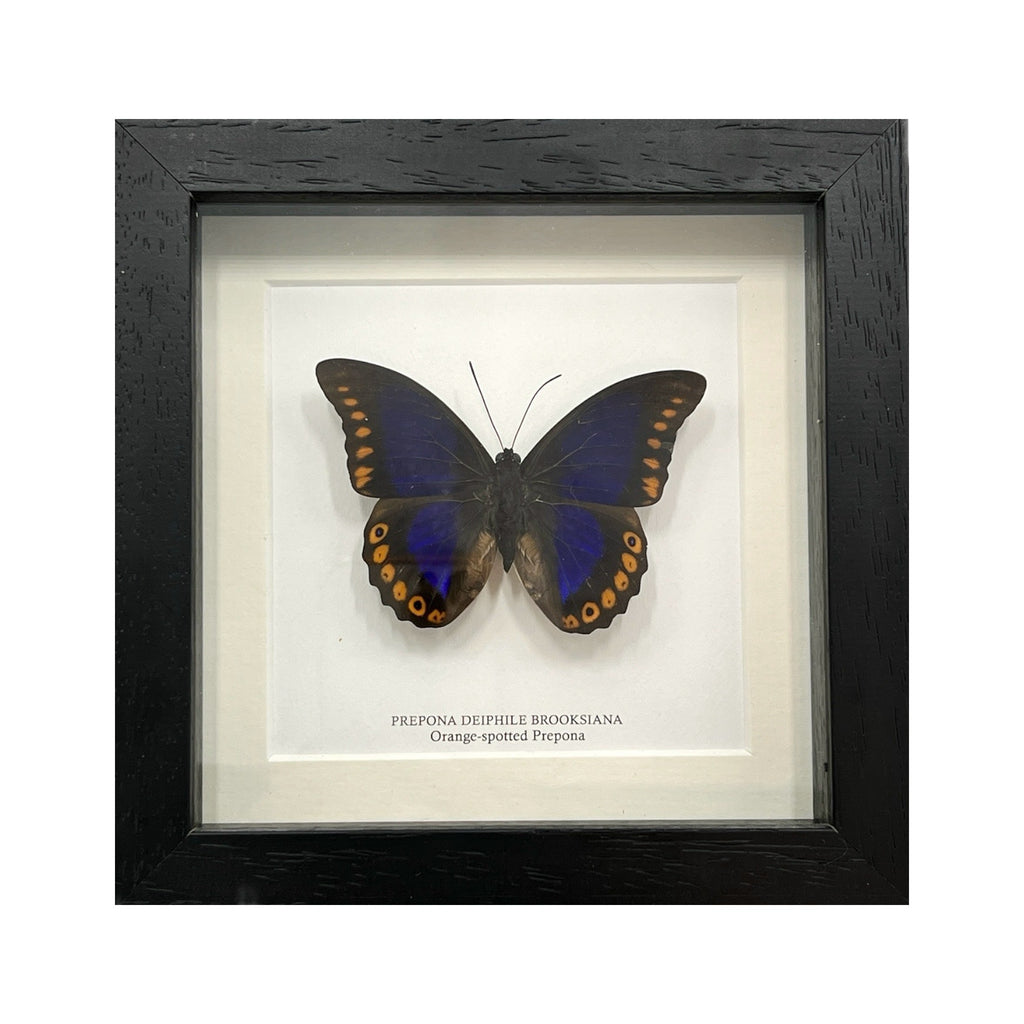 Orange-Spotted Prepona Butterfly