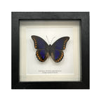Orange-Spotted Prepona Butterfly