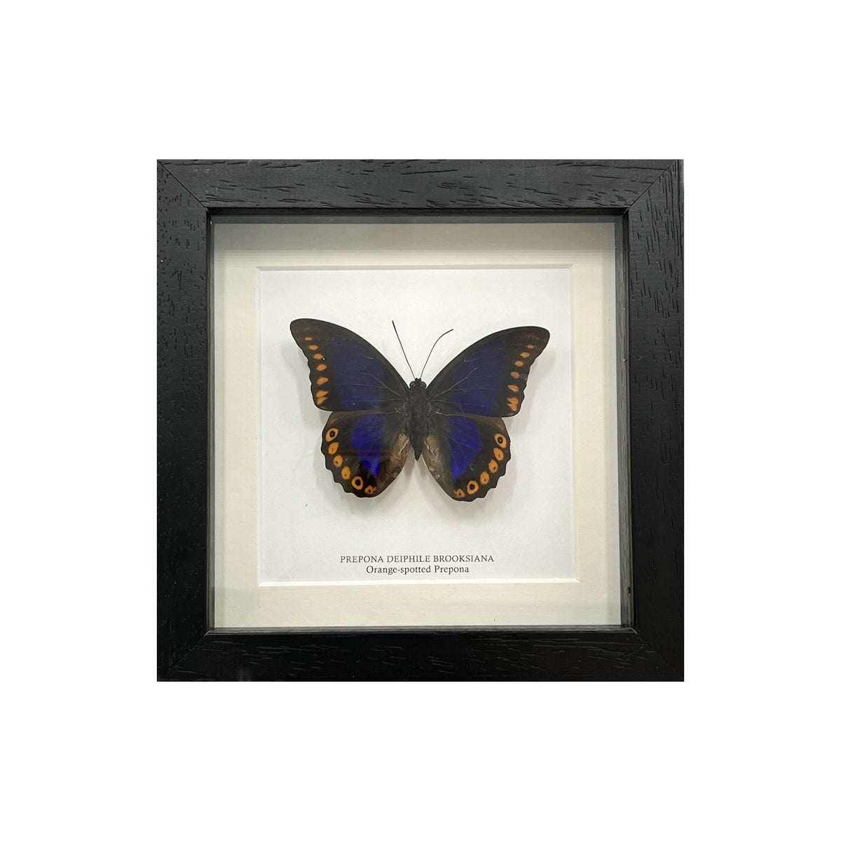 Orange-Spotted Prepona Butterfly