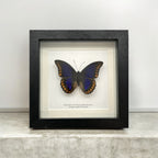 Orange-Spotted Prepona Butterfly