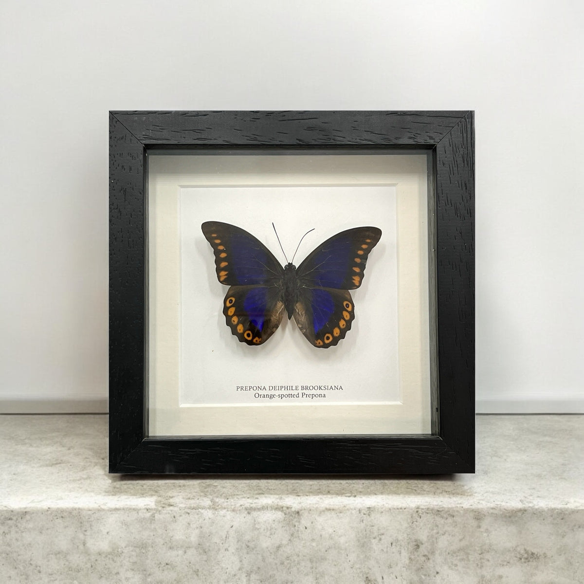 Orange-Spotted Prepona Butterfly