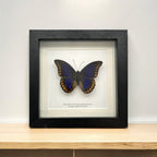 Orange-Spotted Prepona Butterfly