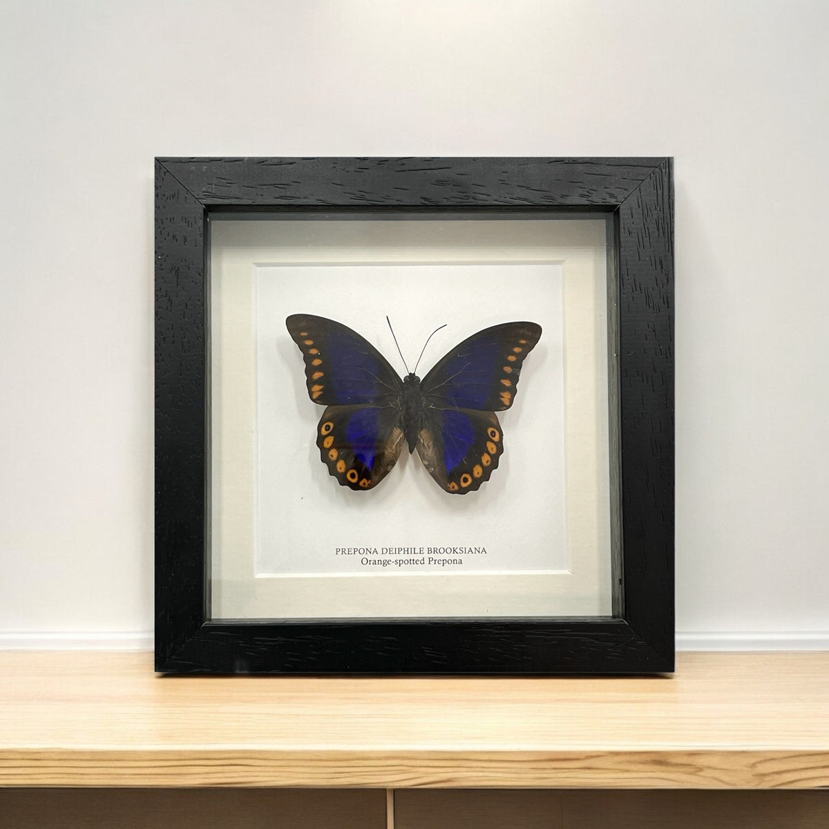 Orange-Spotted Prepona Butterfly