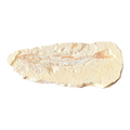 Fossil Fish Plate (Prinolepis)