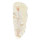 Fossil Fish Plate (Prinolepis)