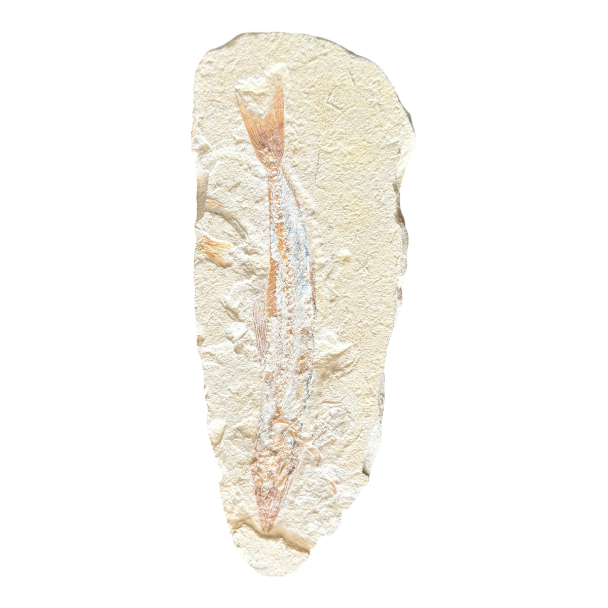 Fossil Fish Plate (Prinolepis)