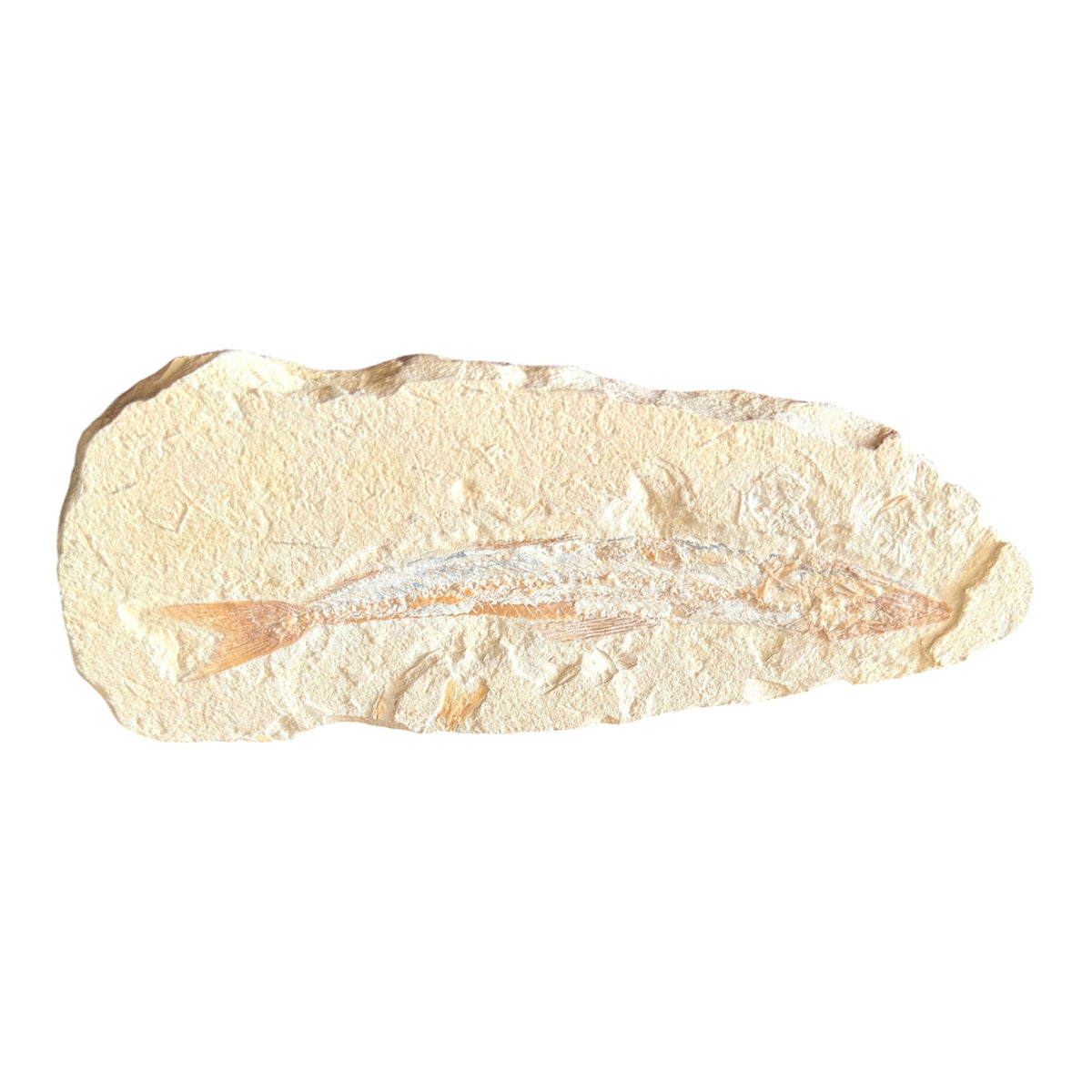 Fossil Fish Plate (Prinolepis)