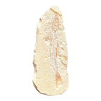 Fossil Fish Plate (Prinolepis)