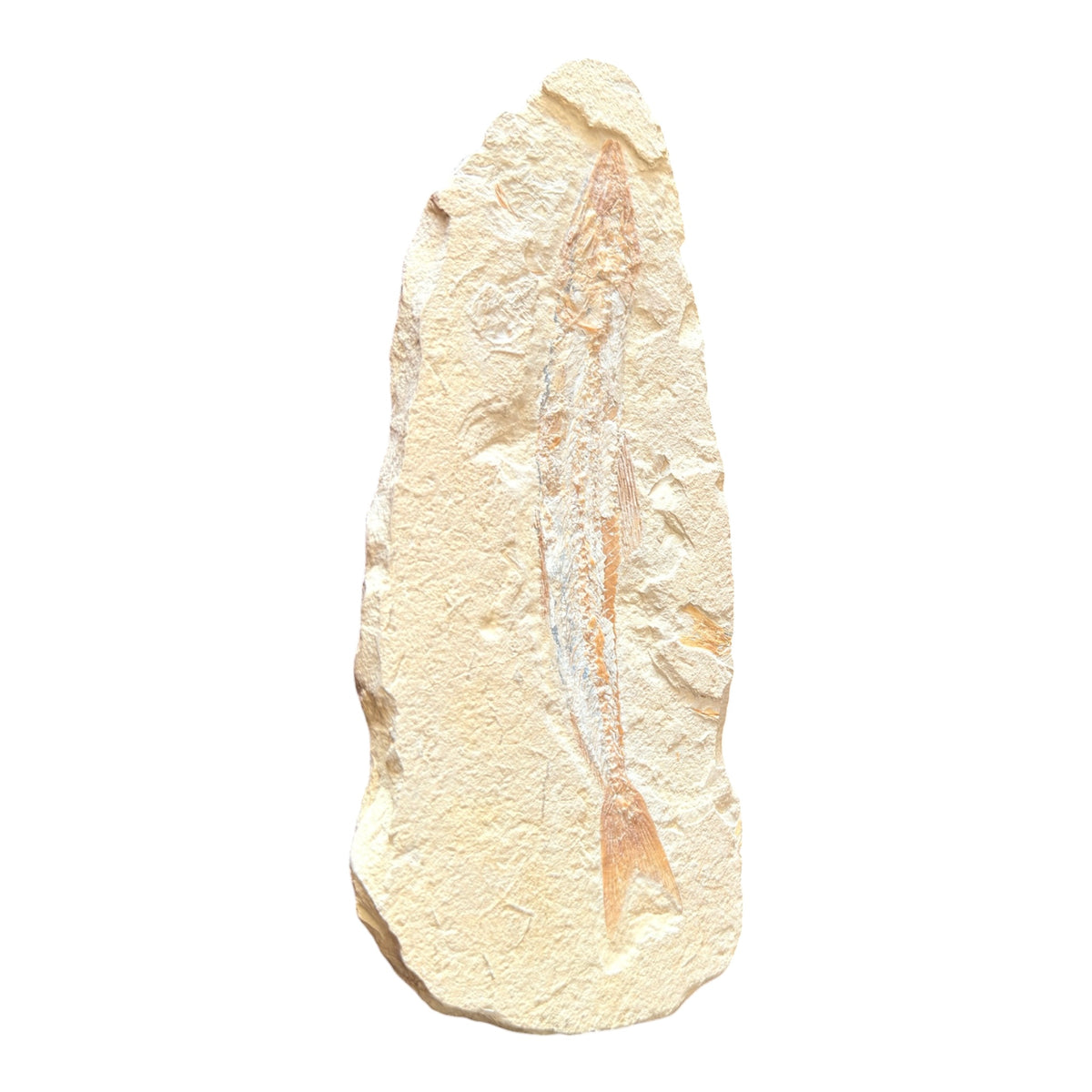 Fossil Fish Plate (Prinolepis)