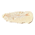 Fossil Fish Plate (Prinolepis)