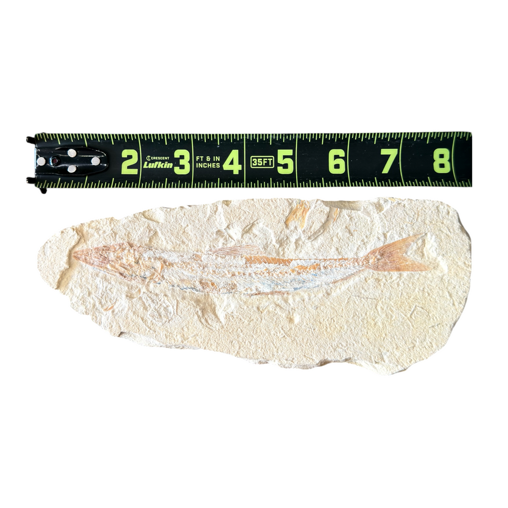 Fossil Fish Plate (Prinolepis)