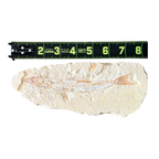Fossil Fish Plate (Prinolepis)