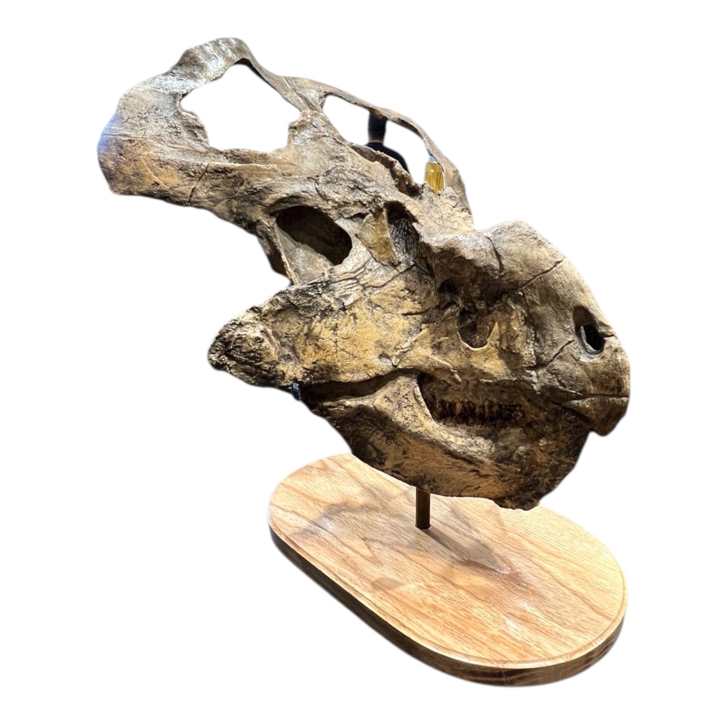 Skull Replica (Protoceratops)