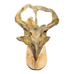 Skull Replica (Protoceratops)