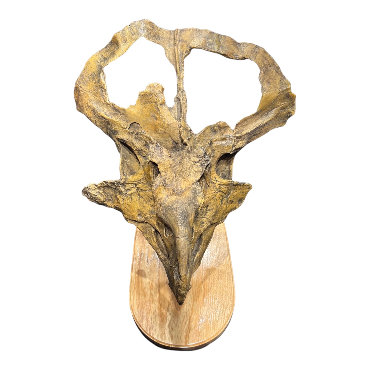 Skull Replica (Protoceratops)