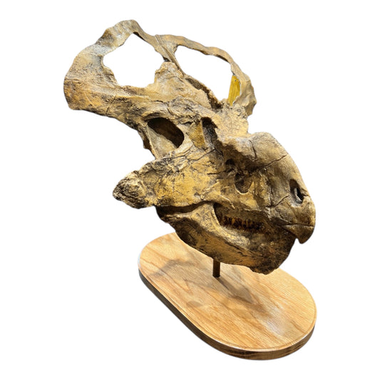 Skull Replica (Protoceratops)