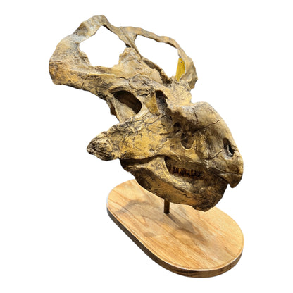 Skull Replica (Protoceratops)