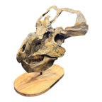 Skull Replica (Protoceratops)