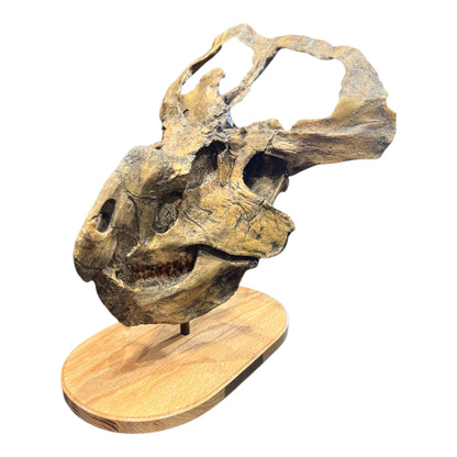 Skull Replica (Protoceratops)