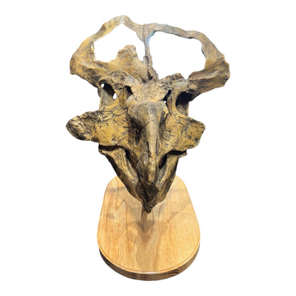 Skull Replica (Protoceratops)