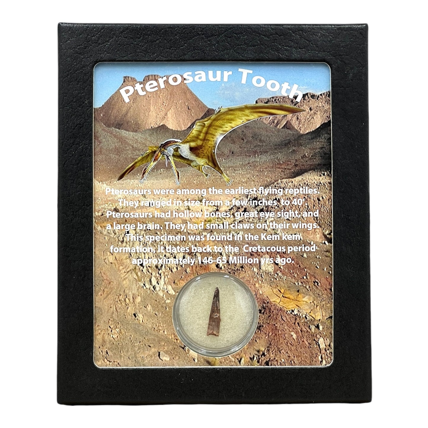 Pterosaur Tooth Display