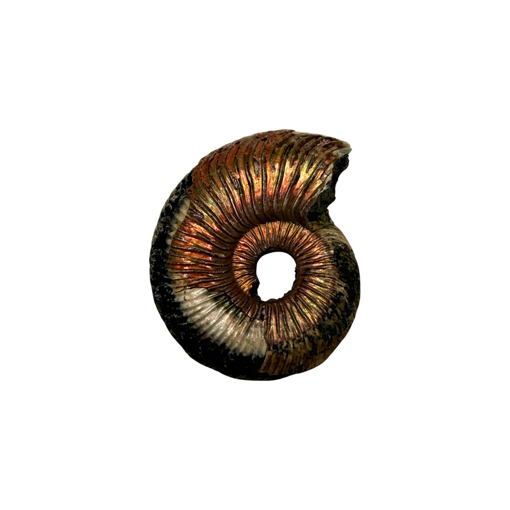Pyritized Ammonite