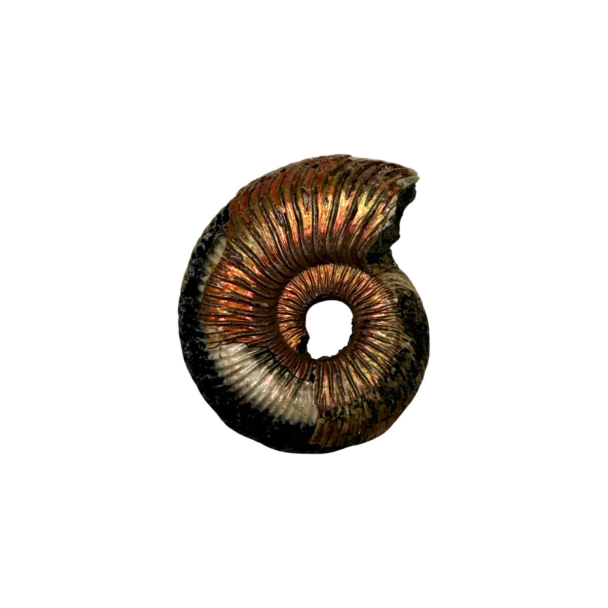 Pyritized Ammonite