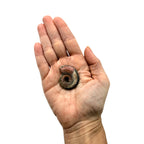 Pyritized Ammonite