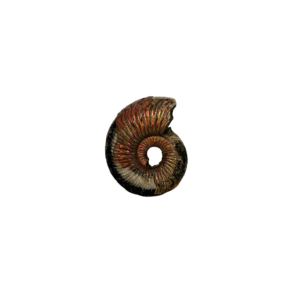 Pyritized Ammonite